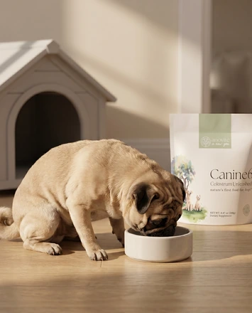 Anovité Canine6 Wellness Eager Eaters