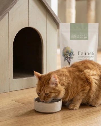 Anovité Feline6 Wellness Curious Approval