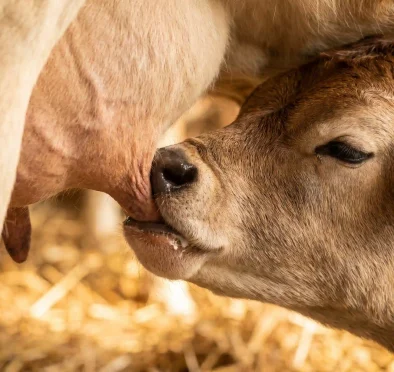 Anak lembu yang baru lahir sedang menyusu dari dekat, menggambarkan tempoh penyerapan biologi untuk kolostrum pemerahan susu pertama.